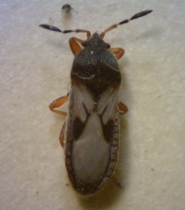 Chinch Bug