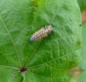 Lady Beetle Larvae