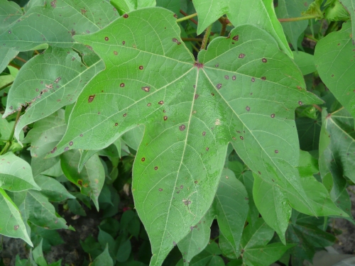 Stemphyllium Leaf Spot