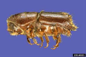 Ips Engraver Beetle-UGA