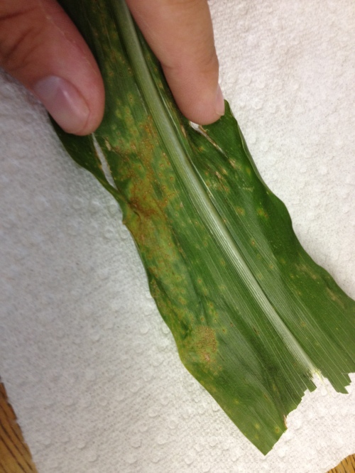 Raised postules of southern corn rust - Photo by Andy Shirley